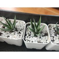 ราคา ต้นกระบองเพชรม้าลาย"The Zebra Plant (กระถาง 2 นิ้ว) (11118040872)