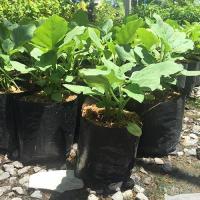 ราคา ต้นมะเขือยาวสีเขียวพร้อมปลูก อยู่ในถุง 6นิ้ว สูง 10-25ซม. (11303758910)