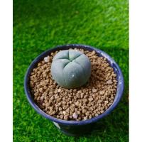ราคา cactus แคคตัสกระบองเพชร โลโฟ (9179634103)