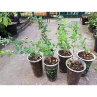 ราคา ต้นเชอรี่แคระ เป็นไม้บอนไซ ดอกน่ารัก ผลทานได้ค่ะ (1438631375)