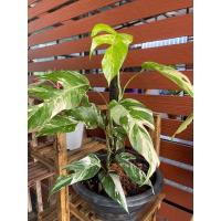 ราคา อิพิด่างขาว ใบสวยด่างชัด (8191720560)