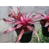ราคา สับปะรดสี สับปะรดสีตัดสด Bromeliad (8150756202)