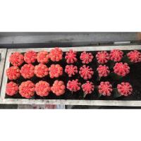 ราคา ยิมโนหัวสี หัวใหญ่ๆ สีสวยๆ มีหน่อแล้วค่ะ กระบองเพชร แคคตัส ไม้กราฟ (8002651601)