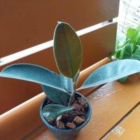 ราคา ยางอินเดียดำ ไม้ฟอกอากาศ (22437601121)