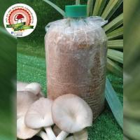 ราคา ก้อนเชื้อเห็ดนางฟ้าภูฏาน ก้อนละ 12 บาท !!เชื้อเต็มพร้อมเปิดดอก!! (19179814292)
