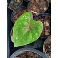 ราคา บอนสี “นางไหม” Caladium (ขายต้นในรูป) (13817287153)