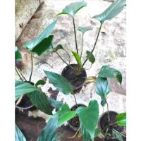 ราคา เสน่ห์จันทร์ดำสวยๆชำรากแล้ว (20023234538)