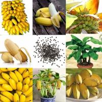 ราคา 50 เมล็ด เมล็ดพันธุ์ต้นกล้วยแคระ ต้นกล้วย กล้วยหอมกล้วยจิ๋ว ต้นไม้ประดับ ต้นไม้มงคล (9671174145)