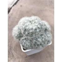 ราคา แมมขนนกขาว(Mammillaria plumosa) (10106292025)