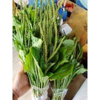 ราคา เมล็ดหญ้าเอ็นยืด จำนวน 500-600 เมล็ด (20988183091)