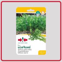 ราคา ขึ้นฉ่าย นวลจันทร์ ศรแดง (3163458113)