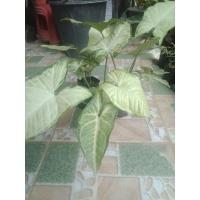 ราคา ต้นออมเงินออมทอง ไม้มงคล (11737366347)