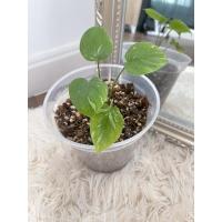 ราคา เสน่ห์จันทร์ประกายดาว (ด่าง) (12613669895)