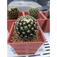 ราคา Mammillaria Schiedeana แมมขนนกเหลือง ขนหนามสวยๆ (9967265134)