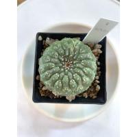ราคา Cactus Euphorbia gymnocalycioides (แคคตัส ยูโฟเบีย ยิมโน ชำหน่อ) (15509711411)