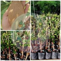 ราคา ละมุดกระสวยมาเลย์ขนาด50ซม.(1ต้น) (10616459195)