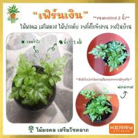 ราคา ต้นเฟิร์นเงิน พร้อมกระถาง 3 นิ้ว ต้นไม้มงคล ต้นไม้ฟอกอากาศ ต้นไม้ประดับ ต้นไม้จิ๋ว ต้นไม้แคระ วางบนโต๊ะทำงาน (10626275726)