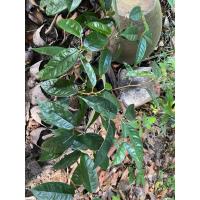 ราคา ต้นทุเรียนบ้านสำหรับปลูกเสริมรากต้นทุเรียนพันธุ์ (21584753442)