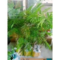 ราคา ต้นชะอมหนามน้อยไร้หนาม10ต้น หรือหนามน้อยนิยมตัดยอดทานขายสร้างรายได้ถูกที่สุด+ปักชำพร้อมแตกใบมีจำกัด (13899039884)