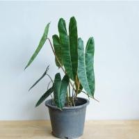ราคา ฟิโลก้านส้ม ฟิโลเดนดรอนก้านส้ม Philodendron billietiae (8576976656)