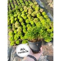ราคา เฟิร์นกนกอินโด Selaginella spp. (14521143371)