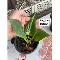 ราคา #Alocasia cucullata variegated - ต้นนางกวัก นางกวักใบโพธิ์ด่าง นางกวักใบโพธิ์ด่างเขียวติดด่าง (15513149318)