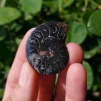 ราคา ฟอสซิลแอมโมไนต์สีดำ Black Ammonite (10769145121)