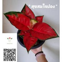 ราคา ต้นสุขสมใจปอง ต้นใหญ่_บรรจุขนาด8"_ไม้ประดับ_ไม้มงคล_ไม้ในร่ม_ไม้นำเข้า_ปลูกแล้วดี เศรษฐีนิยม เรียกทรัพย์ ทอง โชคลาภวาสนา (12309546970)
