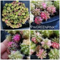 ราคา ยิมโนด่าง 1.5-2cm. คัดต้นด่างส่ง ไม้เมล็ด Cactus​ แคคตัส กระบองเพชร​ ไม้อวบน้ำ ยิมโน Gymno​ Gymnocalycium​ ชมพู ด่างชมพู (21366894861)