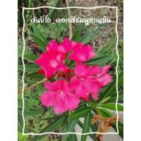 ราคา ต้นยี่โถ_ดอกสีชมพูบานเย็น_ใส่ถุงเพาะชำ (23779371892)