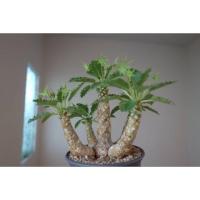 ราคา ต้นมะพร้าวทะเลทราย Dorstenia horwoodii (16979466173)