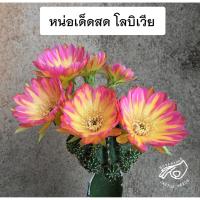 ราคา โลบิเวีย Lobivia โลบีเวีย vs09 หน่อเด็ดสด หน่อ อิชินอป Echinopsis อิชินอปซิส กระบองเพชร แคคตัส สวน เมล็ดกระบองเพชร (9582792955)