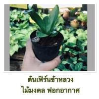 ราคา ต้นไม้จิ๋ว ไม้มงคล ต้นไม้ประดับ ไม้ฟอกอากาศ (3277599204)