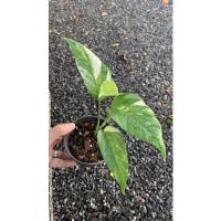 ราคา อิพิด่างขาว อิพิด่างเหลือง (14003269596)