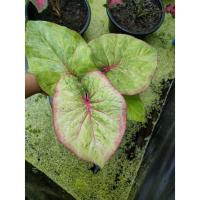 ราคา บอนสี ลูกไม้ผสมเกสรกระถาง6"✅ส่งข้อความขอดูรูปปัจจุบันก่อนตัดสินใจซื้อ (17516934213)