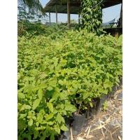 ราคา ต้นมะตูมซาอุหรือมะตูมแขกขายเป็นชุด 10 ถุง 150 บาท (23583714078)