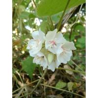 ราคา ต้นพุดตานญี่ปุ่นสีขาว ดอกหอมสูง 30-70ซม. ในถุงขนาด3.5×9นิ้ว (11174176836)