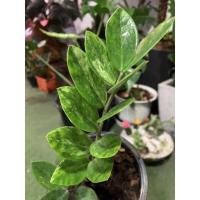 ราคา กวักมรกตด่างใบเล็ก☘️☘️ (8230797596)