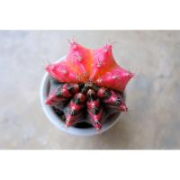 ราคา Cactus gymnocalycium (22171749391)