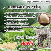 ราคา แมคคาเดเมียอบเครื่องผ่าซีกพร้อมแถมเหล็กแงะ500กรัม259 (8262472511)