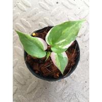 ราคา ต้นโชคเก้าชั้นด่างชมพู,ด่างหินอ่อน แบบไม่ต้องลุ้น ลายสวยมาก กระถาง3” (8293884145)