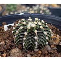 ราคา Cactus​ gymnocalycium​ VOS 014A แท้ (14149300648)