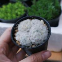ราคา แมมขนนกขาว Mammillaria plumosa กระบองเพชร แคคตัส (4319229284)