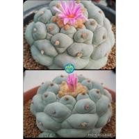 ราคา (15เมล็ด) โลโฟ​ fricii Yatagai daibo x ibo (10189028398)