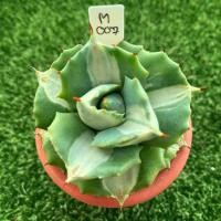 ราคา Agave isthmensis ohi Raijin variagata M007 (16582675508)