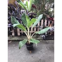 ราคา ต้นคฑาเงิน คฑาเสกทรัพย์ ไม้มงคลด่าง เลี้ยงง่าย พร้อมกระถาง6” (12935352013)