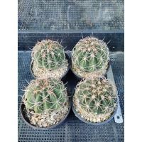 ราคา เมโล แคคตัส Melo Cactus ในกระถาง 4 นิ้ว (7851085859)