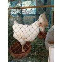 ราคา ไข่เชื้อ ไก่ไข่โร๊ดไอแลนด์ไว้ท์อเมริกาแท้100%5แถม 1 กันแตก (21381480592)