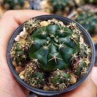 ราคา ยิมโนแม่ลูกดก แคคตัส (5155339060)