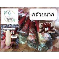 ราคา กล้วยนาก กล้วยภาคใต้ ขุดสดตามออร์เด้อ (8579543455)